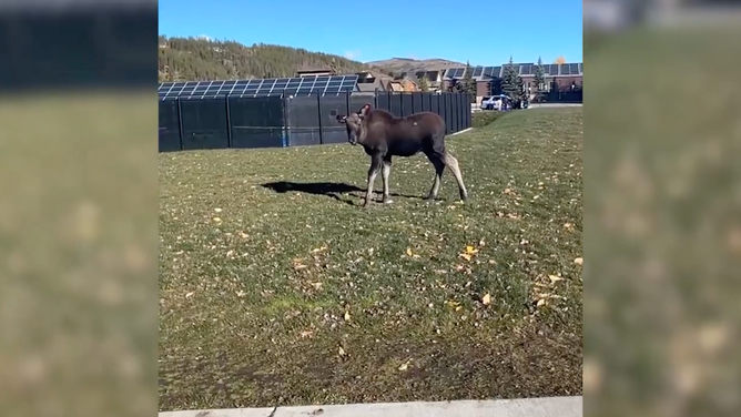 The moose calf wails as he wakes up from sedation.